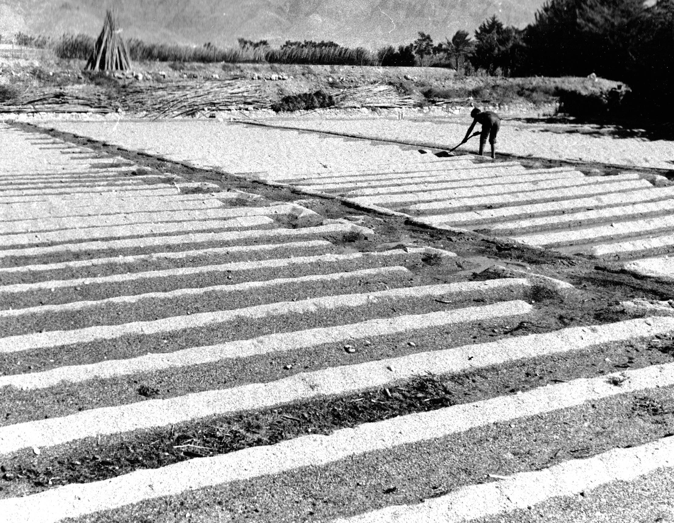 Trabajos en enarenado antes de 1964, en Dalías.